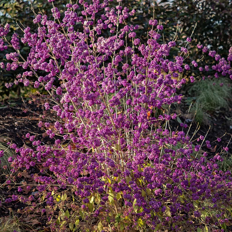 Liebesperlenstrauch Profusion