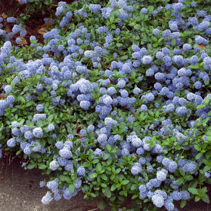 Kriechender Säckelblumenstrauch