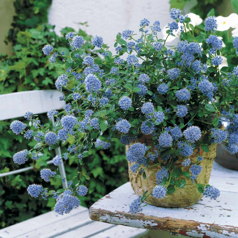 Kriechender Säckelblumenstrauch