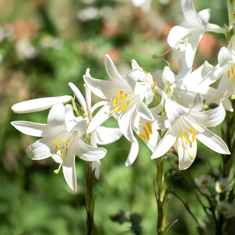 Madonnenlilien (x2)