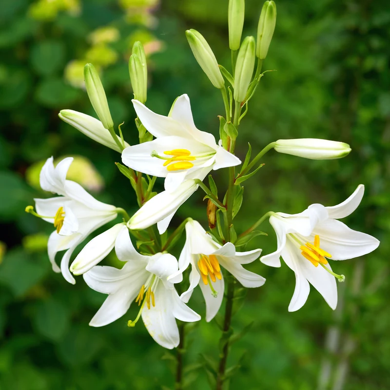 Madonnenlilien (x2)