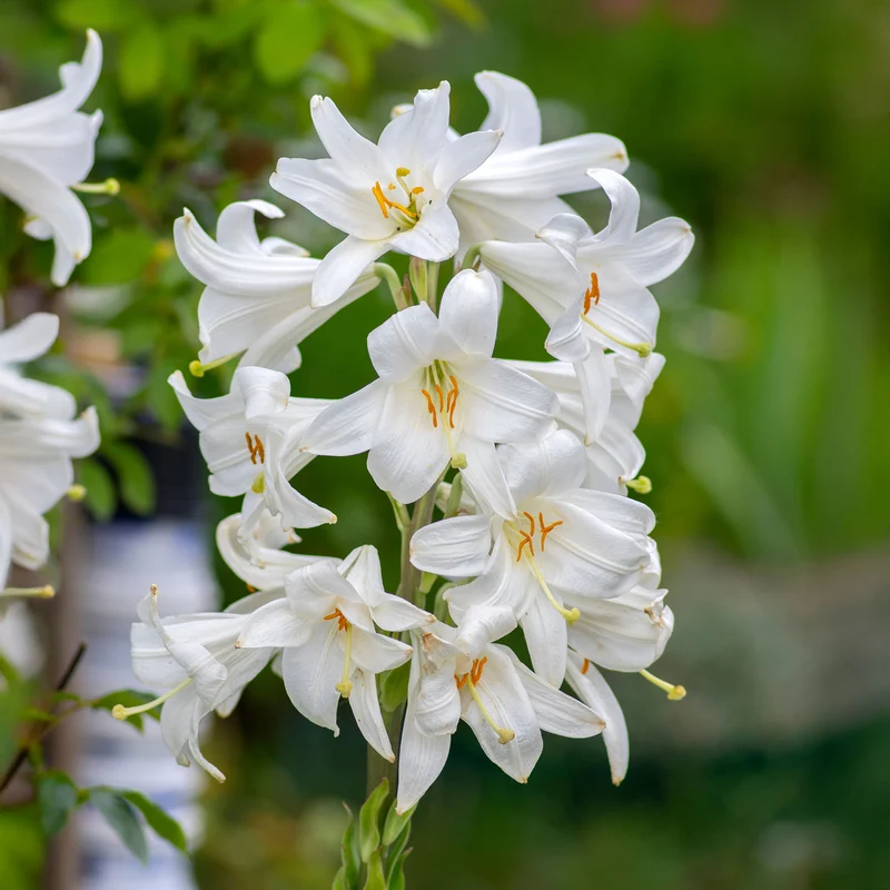 Madonnenlilien (x2)