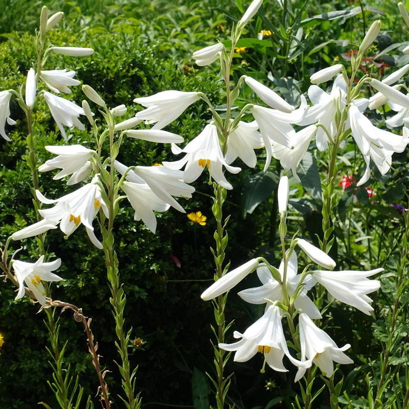 Madonnenlilien (x2)