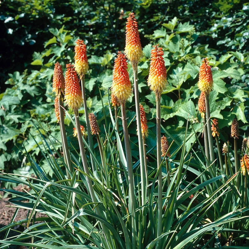 Fackellilie (x5)