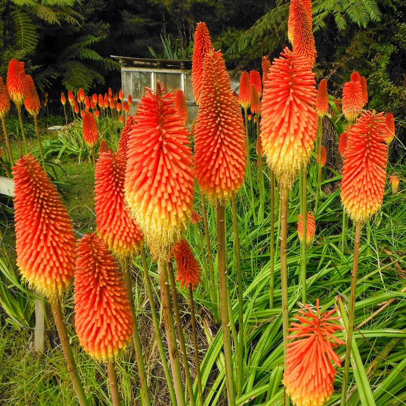Fackellilie (x5)