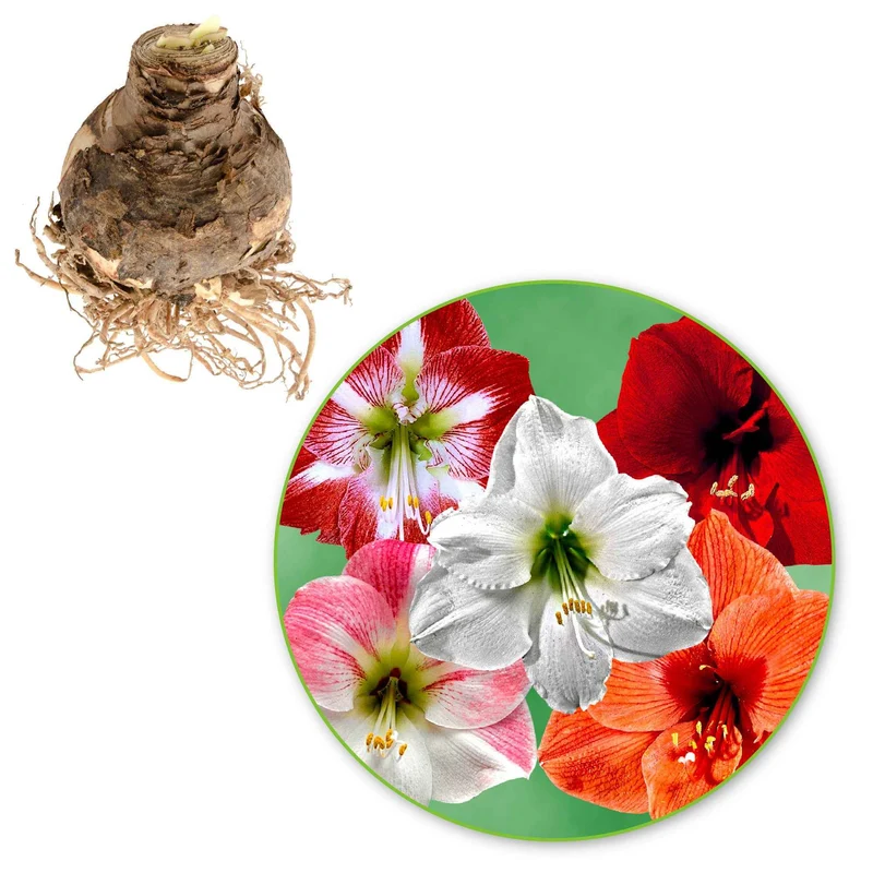 Amaryllis Mischung (x3)