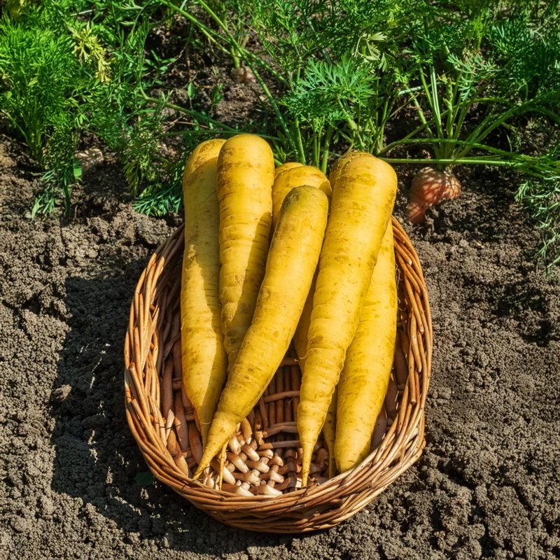 Gelbe Möhre ‘Jaune de Lobberich’