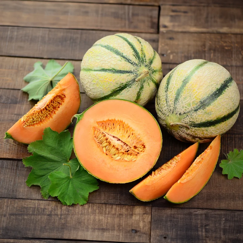 Melone ‘Cantaloup charentais’