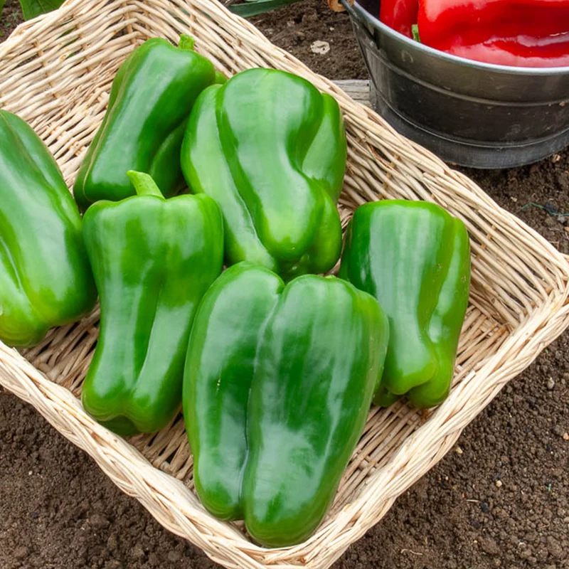 Paprika Lamuyo F1