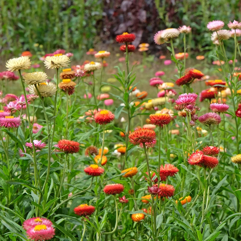 Strohblumen Mischung