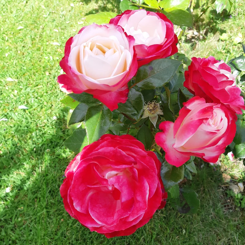 Edelrose 'Nostalgie'
