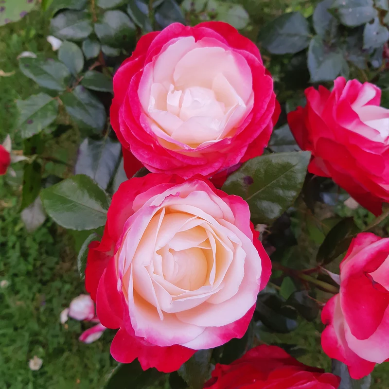 Edelrose 'Nostalgie'