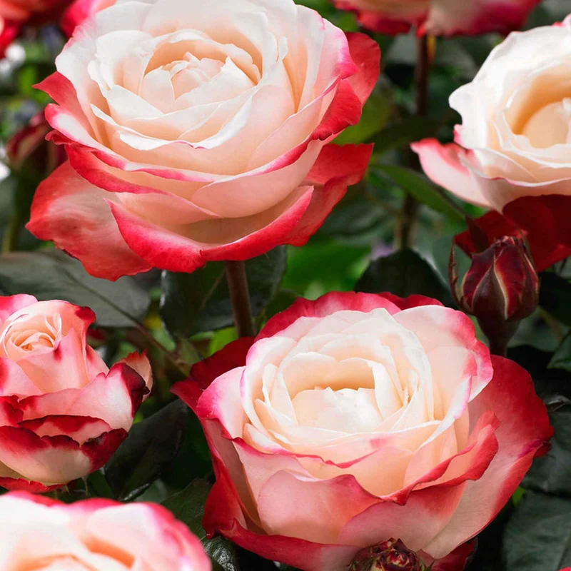 Edelrose 'Nostalgie'