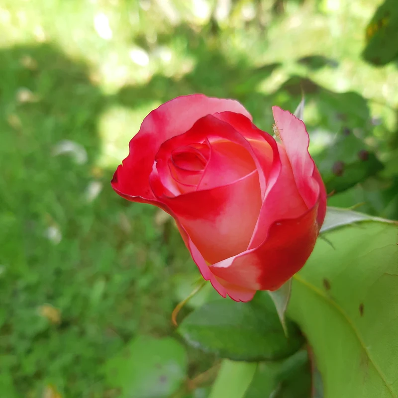 Edelrose 'Nostalgie'