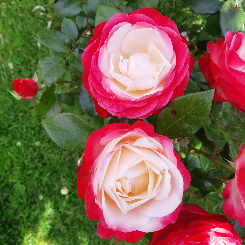 Edelrose 'Nostalgie'