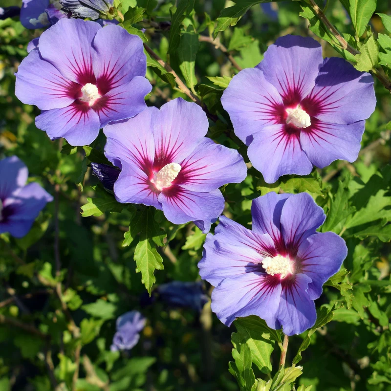 Garteneibisch auf Stamm blau