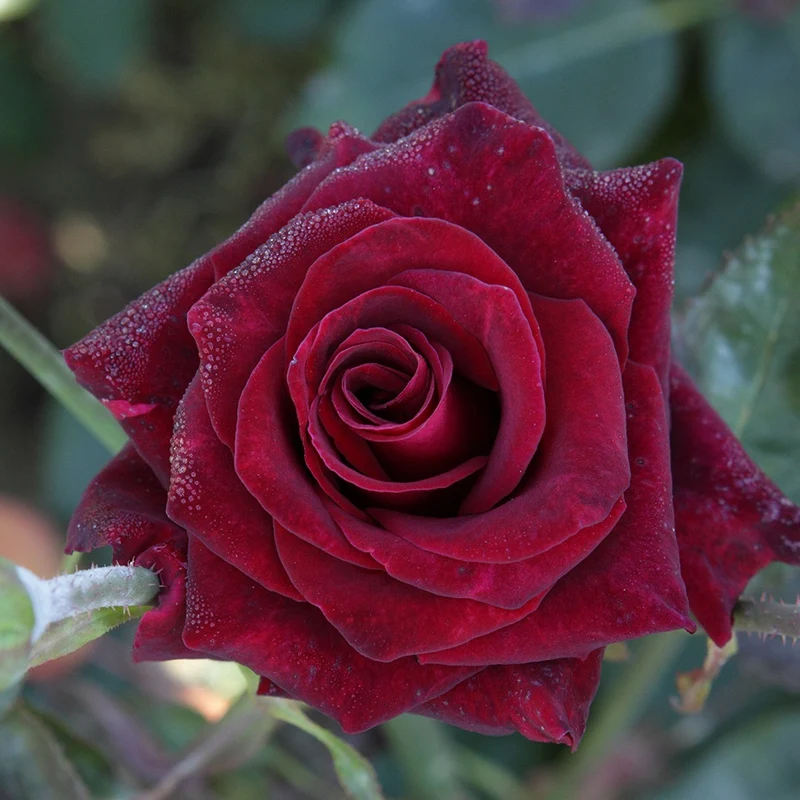 Strauchrose Black Baccara ® Meidebenne