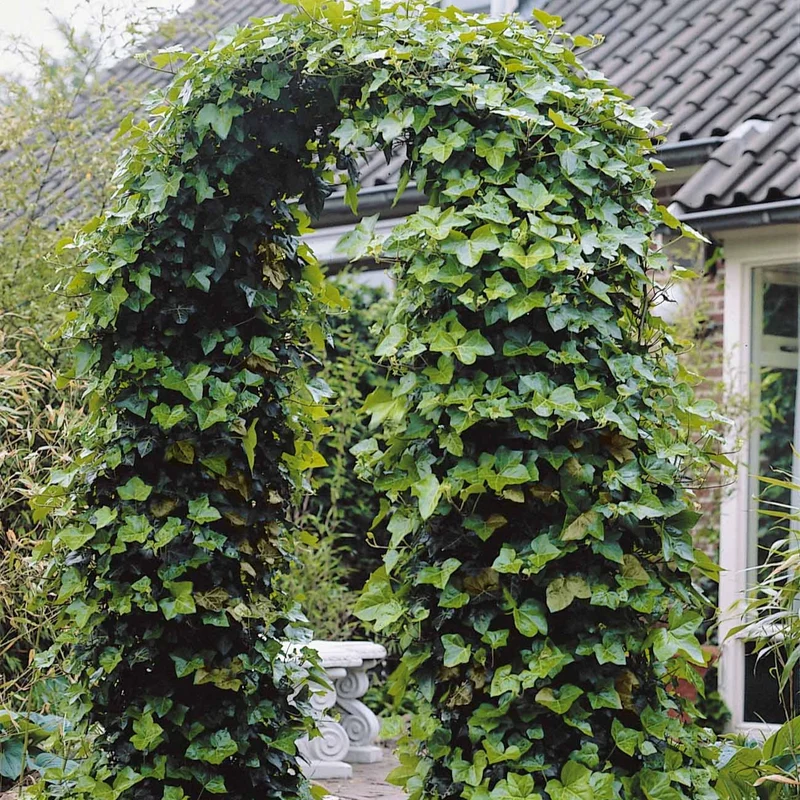 Großblättriger Irischer Efeu (x3)