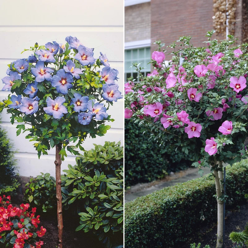 Sammlung von Gartenhibiskus auf Stamm (x2)