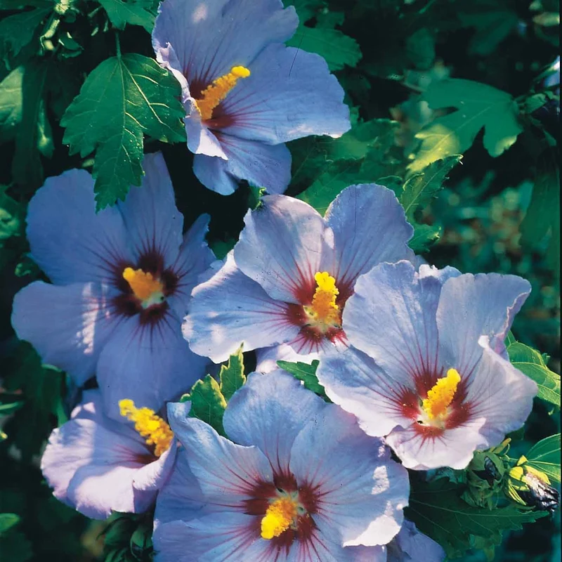 Sammlung von Gartenhibiskus auf Stamm (x2)