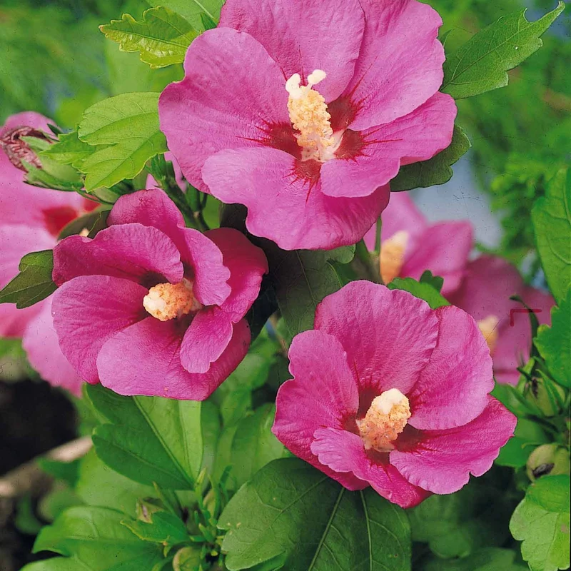 Sammlung von Gartenhibiskus auf Stamm (x2)