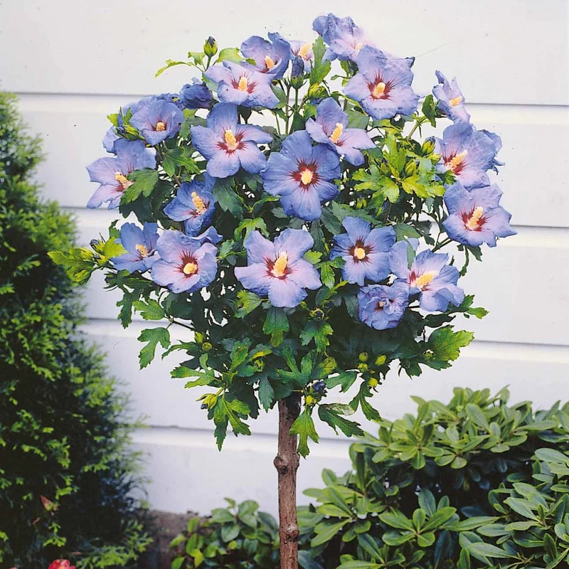 Sammlung von Gartenhibiskus auf Stamm (x2)