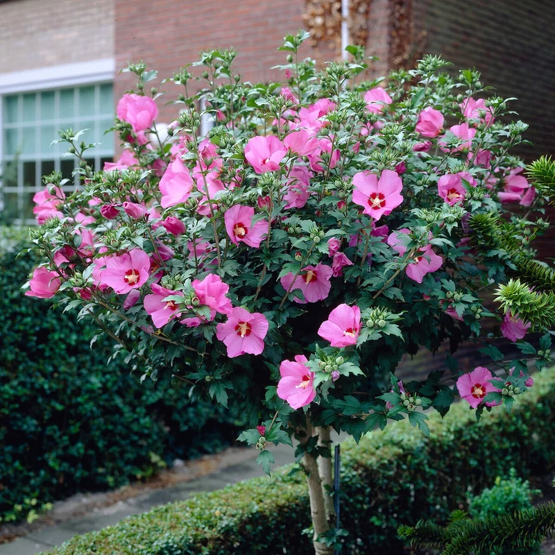 Sammlung von Gartenhibiskus auf Stamm (x2)
