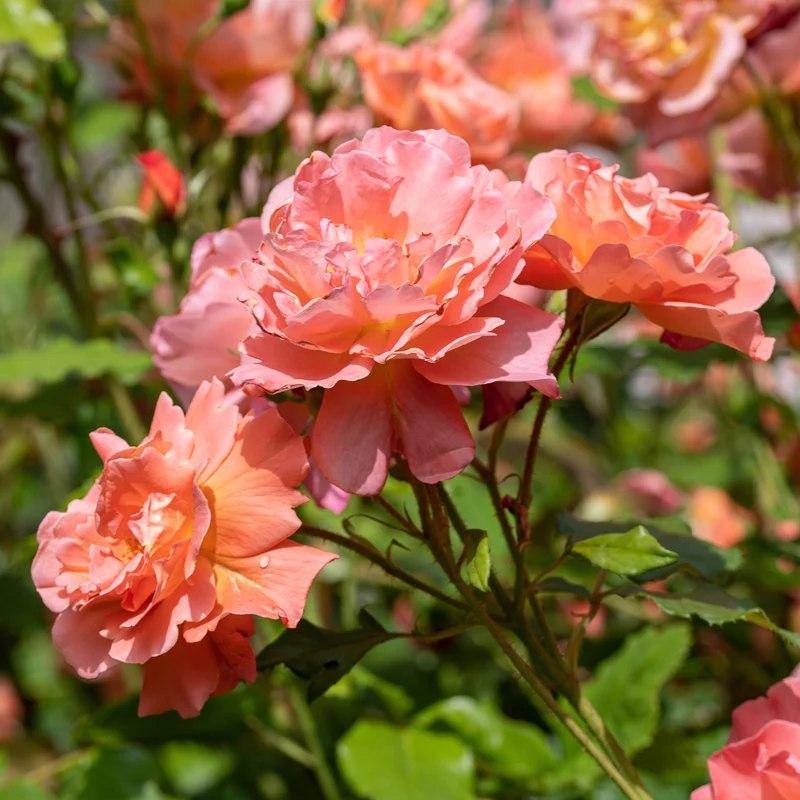 Strauchrose Westerland