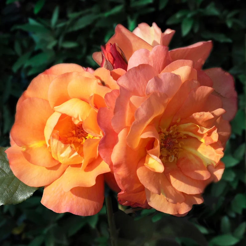 Strauchrose Westerland
