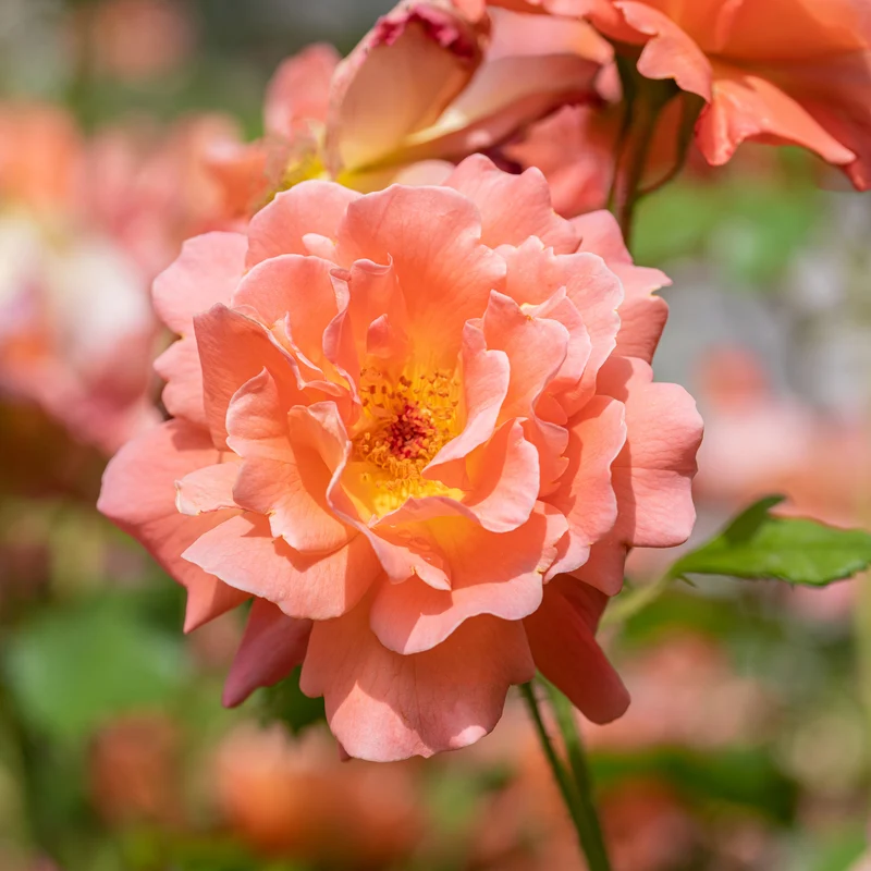 Strauchrose Westerland