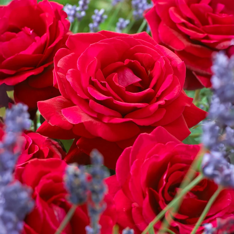 Strauchrose Duftzauber 84
