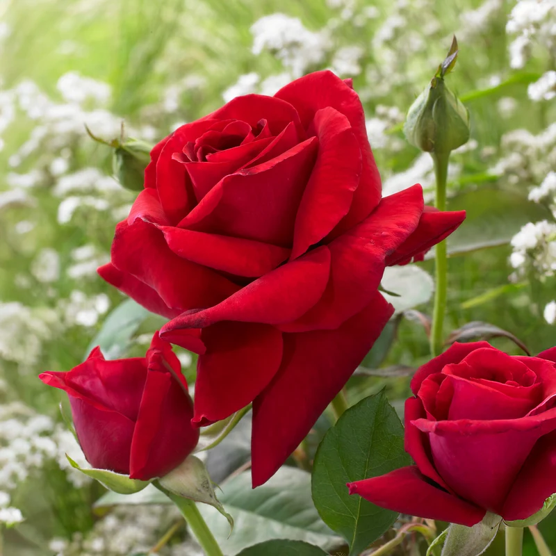Strauchrose Duftzauber 84