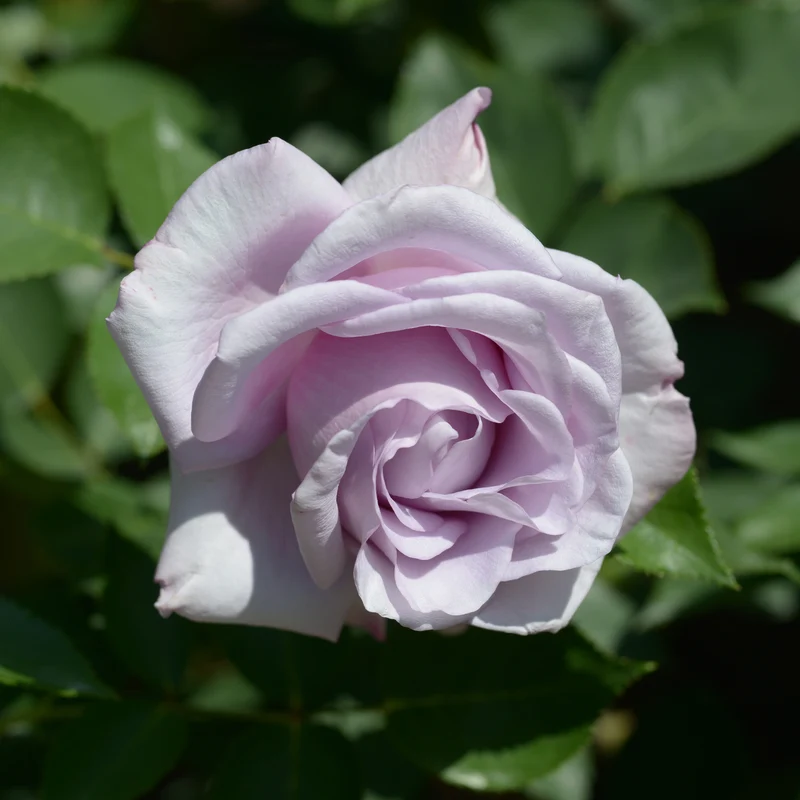Rose ‘Blue Moon’