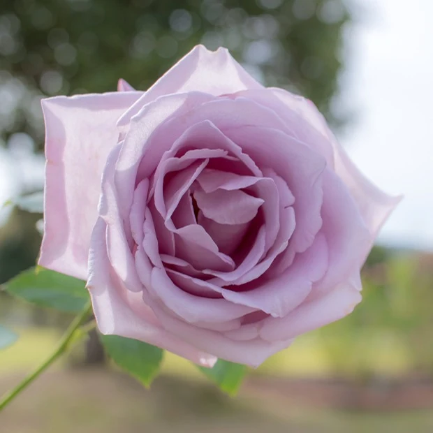Rose ‘Blue Moon’