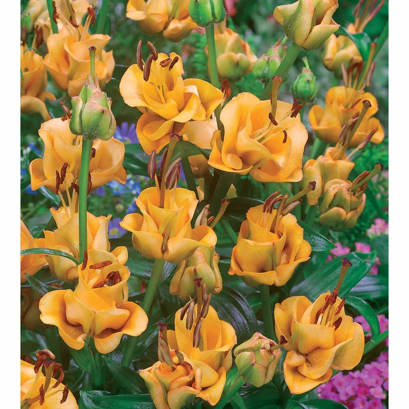 Asiatische Lilie 'Apricot Fudge' (x3)