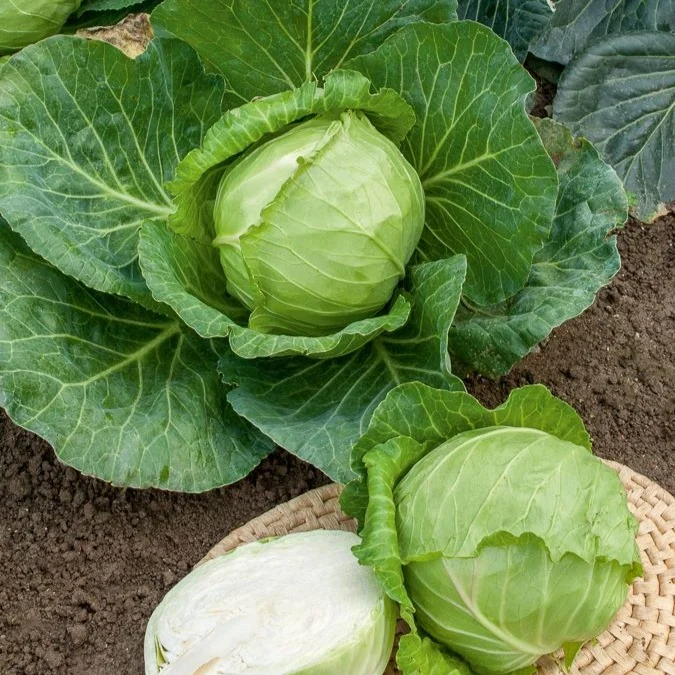 Weißkohl ‘Nantais hatif’