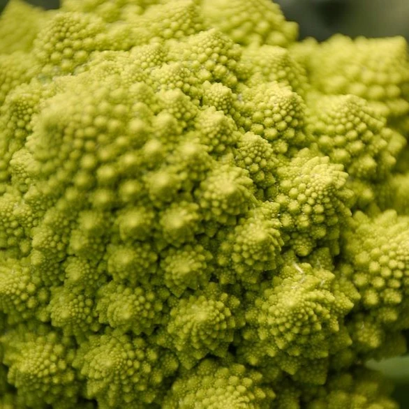 Brokkoli ‘Romanesco’