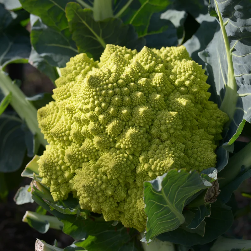 Brokkoli ‘Romanesco’