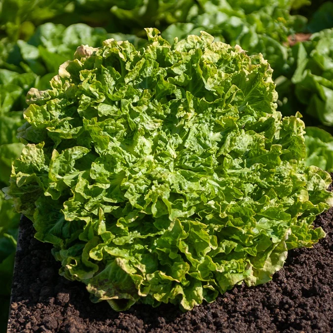 Endiviensalat ‘Blonde a cœur plein’