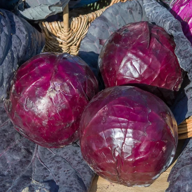 Rotkohl ‘Tete Noire 3’