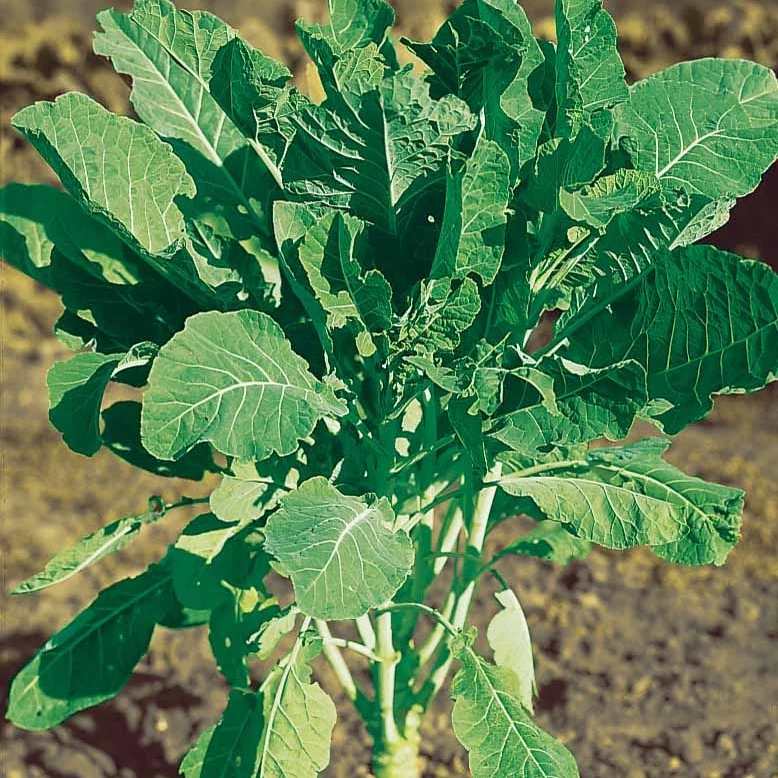 Futterkohl Proteor