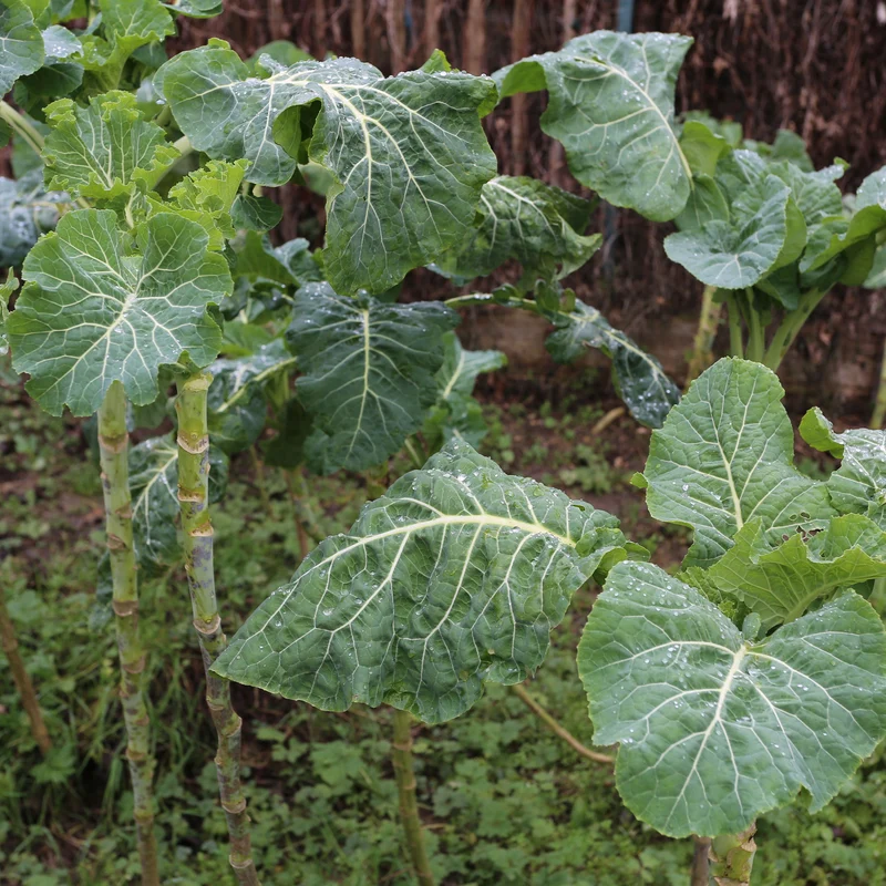 Futterkohl Proteor