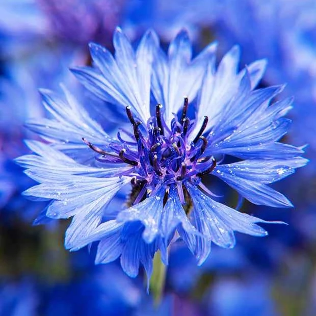 Kornblume Blue Boy