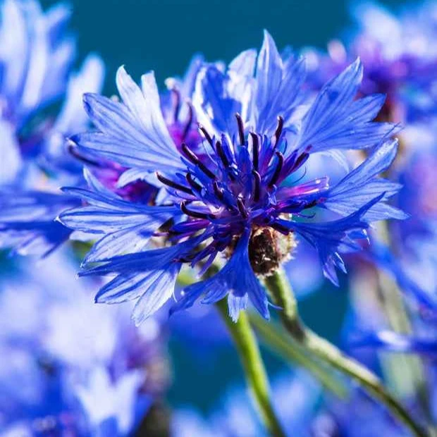 Kornblume Blue Boy
