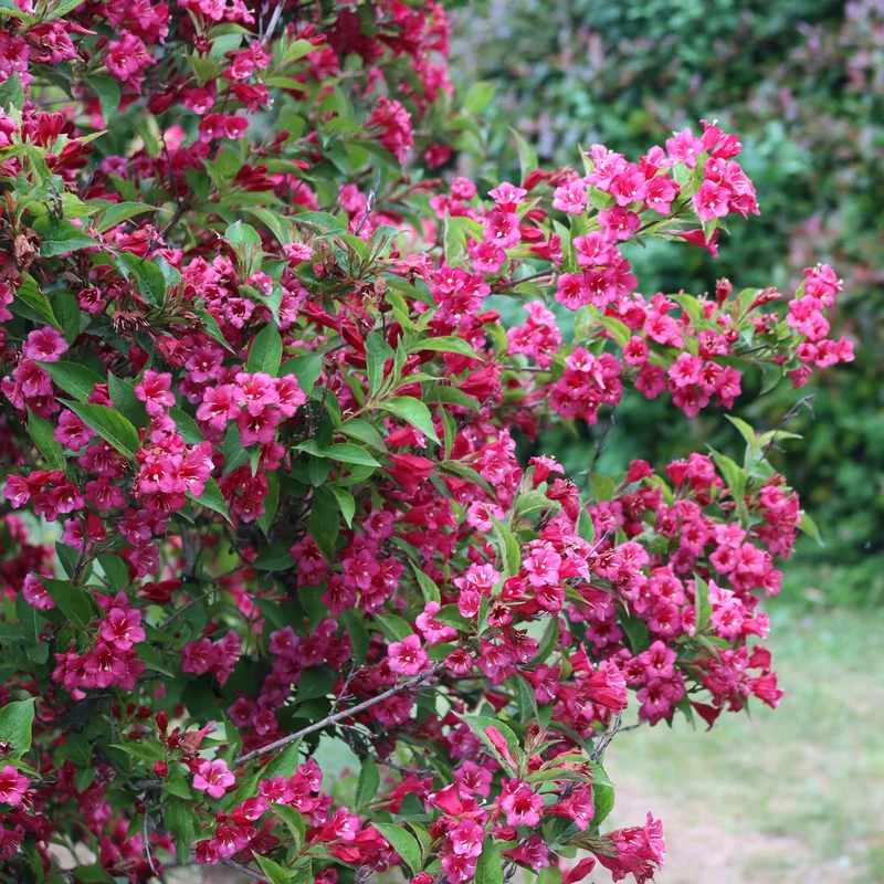 Weigelie Bristol Rubin