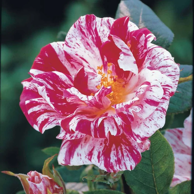 Stammrose Armida