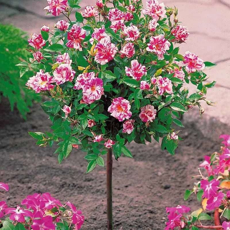 Stammrose Armida