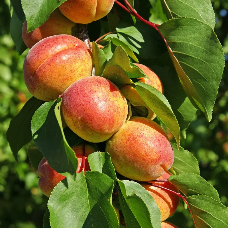 Aprikose ‘Polonais’
