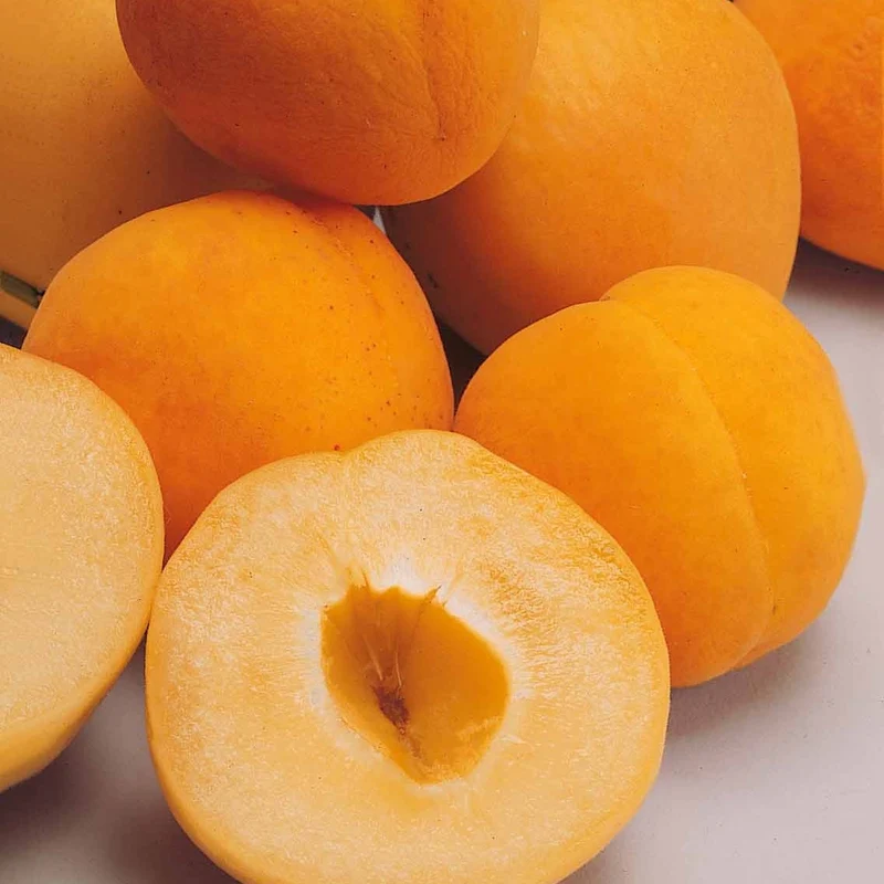 Aprikose ‘Polonais’