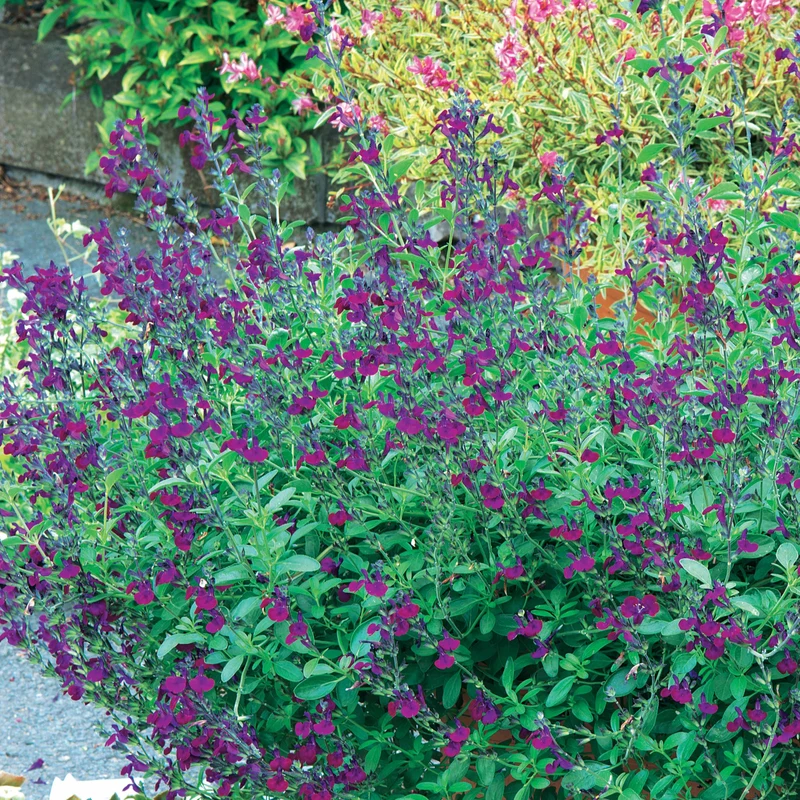 Strauchsalbei ‘Violette de Loire®’